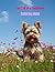 Yorkie Poo Coloring Book: Adorable illustrations for Yorkie Poo Pals