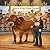 Fair is Worth the Fight; Bryn & V6 Ms Polled Panama