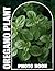Oregano Plant Photobook
