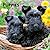 For the Love of Puppies | 2027 7 x 14 Inch (Hanging) Monthly Mini Wall Calendar | BrownTrout | Animals Dog Breeds Puppy