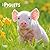 Piglets | 2027 7 x 14 Inch (Hanging) Monthly Mini Wall Calendar | BrownTrout | Domestic Pet Baby Farm Animals