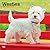 West Highland White Terriers | 2027 12 x 24 Inch (Hanging) Monthly Square Wall Calendar | Plastic-Free | BrownTrout | Animals Dog Breeds Puppies