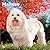 Maltese | 2027 12 x 24 Inch (Hanging) Monthly Square Wall Calendar | Plastic-Free | BrownTrout | Animals Small Dog Breeds