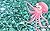Oliver the Octopus: Oliver ...