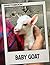 Baby Goat Photo Book: 40 Pages Playful Kid Images Featuring Adorable Baby Farmyard Animals In Cute Caprine Photography