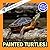 Painted Turtles!: A My Incredible World Picture Book for Children (My Incredible World: Nature and Animal Picture Books for Children)