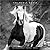The BrownTrout Portrait Series: The Noble Horse | 2027 12 x 24 Inch (Hanging) Monthly Square Wall Calendar | Plastic-Free | Pets Equestrian