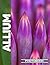 Allium Photo Book | Vibrant Allium Blossoms Captured In Stunn... by Harper Mitchell