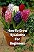 How To Grow Hyacinths For Beginners: The Essential Beginner’s Guide to Successful Hyacinth Growing Indoors and Outdoors