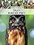 Silly Bird of Prey Photobook: A Collection of Comical Raptor Avian Photography for Birdwatching Enthusiasts