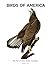 Birds of America 2 of 5