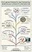 Bacteroidota: The Genomics of Specialized Polysaccharide Degraders
