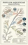 Phylum Aquificae (Aquificota): The Deepest Branching Bacteria