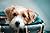 Traveling with your pet.: A Practical Guide for Stress-Free Adventures with Your Best Friend. (USEFUL TIPS)