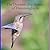 The Dynamic Pre-Sunset of Hummingbirds: Observed Before Sunset (Dynamic Hummingbirds)