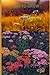 How to grow Yarrow flowers for beginners: The Ultimate Beginner’s Guide to Growing, Caring for, and Harvesting Yarrow at Home and garden