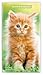 Kitten Cuddles | 2027-2028 3.5 x 6.5 Inch Two Year Monthly Pocket Planner Calendar | BrownTrout | Animals Cute Cat Feline
