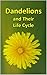 Dandelions and Their Life Cycle (Plants)