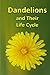 Dandelions and Their Life Cycle (Plants)