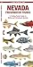 Nevada Freshwater Fishes: A Folding Pocket Guide to Native and Introduced Species (Nature Observation North America)
