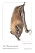 La Chauve-souris: Petite métaphysique en vol (French Edition)
