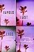 Famous Last Lies by Jenny Hollander