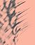 [Palms] by Evan D. Williams