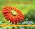 CREATION Health Devotional ...