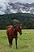 Galloping Home by Anna Bell