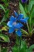 Sanando con la naturaleza: ...
