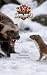 Animal Battle Academy: Wolv...