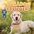Labrador Retrievers