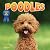 Poodles