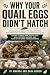 Why Your Quail Eggs Didn't ...