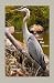 Ode to the Great Blue Heron...