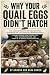Why Your Quail Eggs Didn't ...