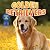 Golden Retrievers