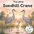 The Little Sandhill Crane