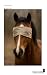 To a Blind Horse
