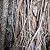 Tree: The Pleasant Grove Ho...