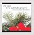 In a Yuletide Groove