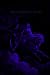 Heaven & Hellhound: The Pag...