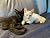 Two Cats