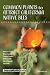 Common Plants to Attract California Native Bees by M. Chase