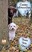 Canine Intervention by Susan Jean Ricci