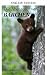 The Adventures of Little Bear