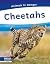 Cheetahs