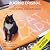 Cat Lady: Roadtrip for Beginners