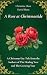 A Rose at Christmastide
