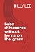 baby rhinoceros without hor...